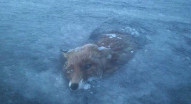 الثعلب المتجمد