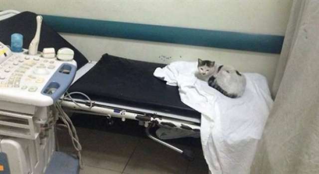 صحيفة إسرائيلية تسخر من وضع المستشفيات في مصر