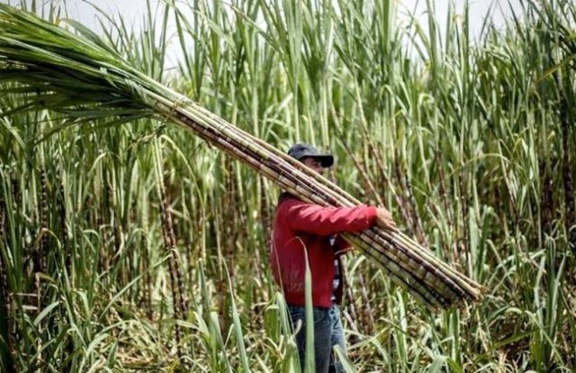 لجنة الزراعة بالمحافظين تطالب الوزير برفع قيمة توريد محصول قصب السكر لـ 1000جنيه