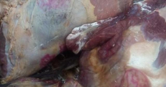 لحوم غير صالحة للاستهلاك الادمى