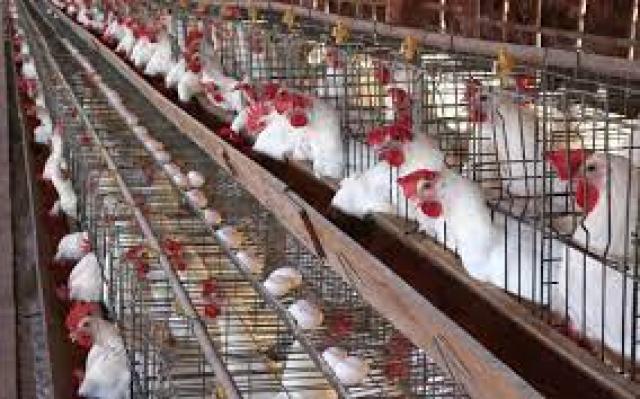 ارتفاع اسعار الدواجن 15% في رمضان
