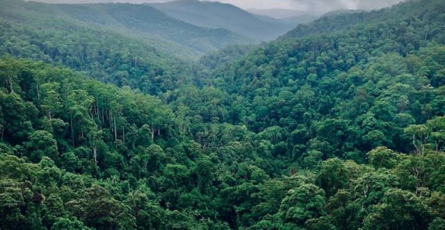 جمهورية الكونغو الديمقراطية تحمي غاباتها المطيرة في الوقت الحالي