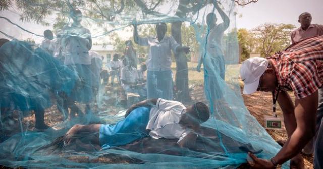 مالاوي تبذل جهودا لمنع انتشار الملاريا