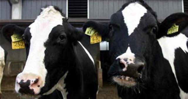 الكويت تحظر استيراد الأبقار من بريطانيا