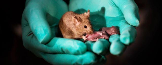 بعد تعديل الجينات في تجربة صينية.. أنثى فأر تضع مواليد جدد بمفردها دون ذكر
