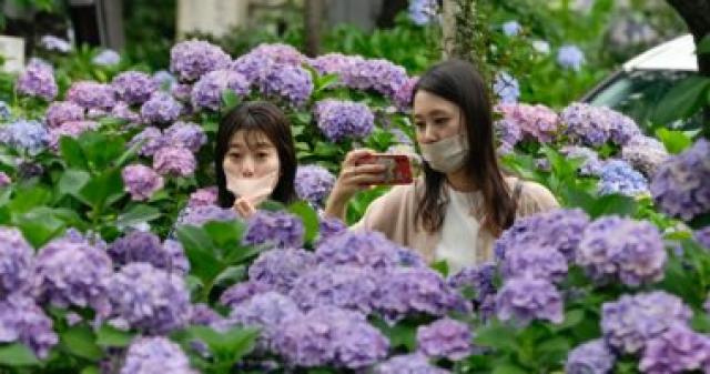 كورونا فى اليابان 