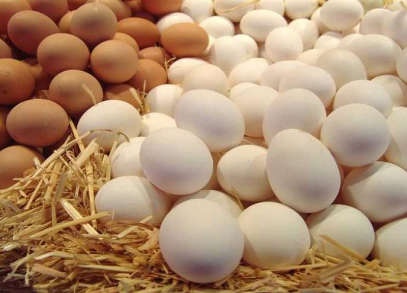 ارتفاع جديد في أسعار البيض خلال تعاملات اليوم الأحد 2 أكتوبر 2022