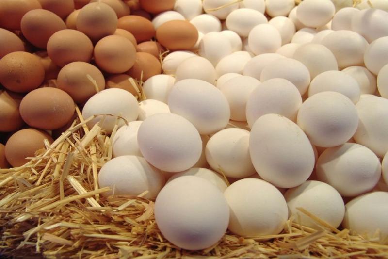 وزارة الزراعة تواصل ضخ كميات من البيض فى منافذها بأسعار مخفضة