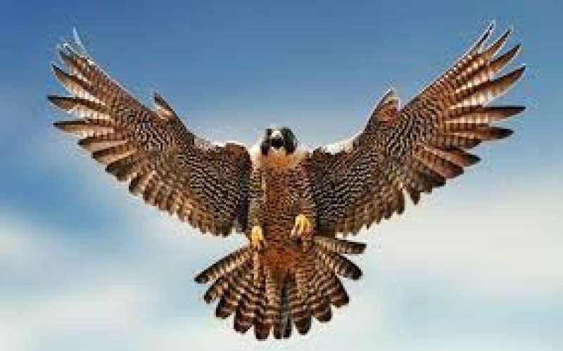 صقر