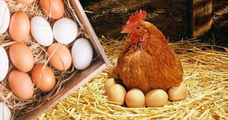 بالفيديو| البيضة بـ 2.80 جنيه .. أسعار الطيور والدواجن في السوق المصرية ليوم الأحد 18\12\2022