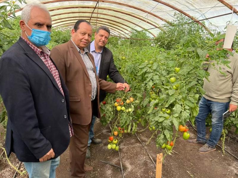 ”الزراعة” تنظم يوما حقليا لتقييم ”طماطم” البرنامج الوطني لإنتاج تقاوي الخضر