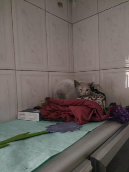 نجاة قطة من حريق مستشفي النور المحمدي ظلت 72 داخل غرفة محترقة دون طعام او شراب