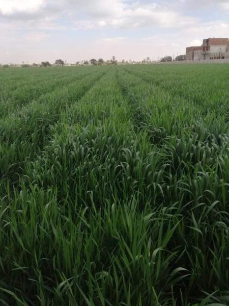 الزراعة تواصل متابعة الحقول الإرشادية للمحاصيل الشتوية والقمح بمحافظة بني سويف