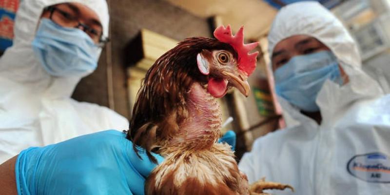 الأرجنتين تعلن الطوارئ الصحية بسبب انتشار أنفلونزا الطيور