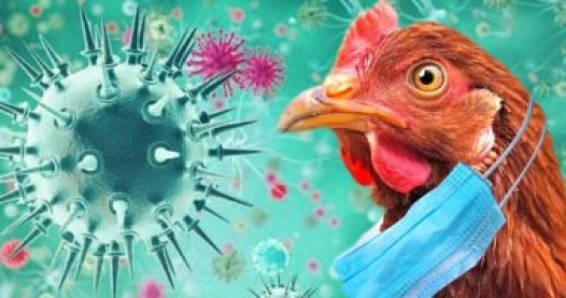 انتشار انفلونزا الطيور في اوراجواي