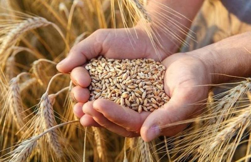 الزراعة تواصل متابعة القمح والمحاصيل الشتوية والزراعة التعاقدية في محافظة المنوفية