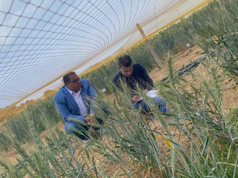 بحوث الصحراء وأكساد يتابعان زراعات أصناف القمح تحت ظروف الإجهادات البيئة برأس سدر بجنوب سيناء