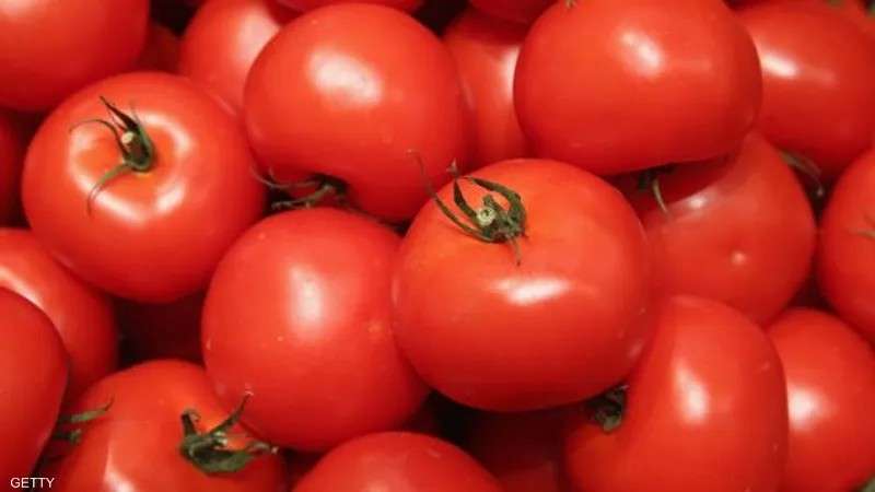 صورة للطماطم في الاسواق المغربية