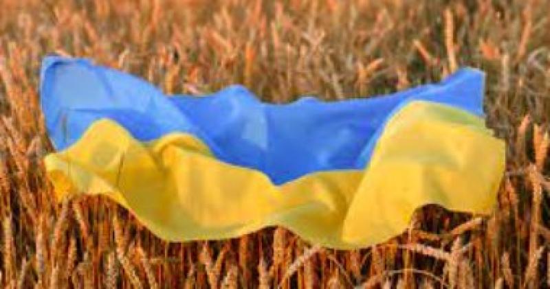 صورة من حقول القمح الاوكرانية