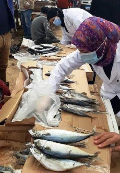 ضبط أسماك مملحة ومدخنة فاسدة خلال حملات تموينية في الجيزة