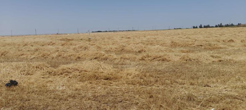 محافظ الإسماعيلية يؤكد جاهزية الصوامع لاستقبال محصول القمح هذا العام