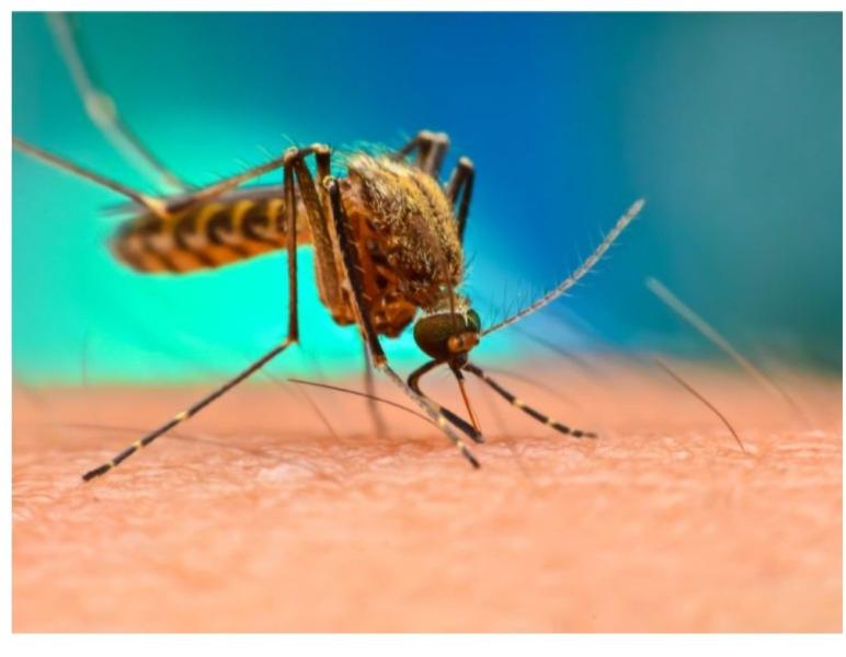 الحمى والصداع ..تعرف على أعراض الملاريا وكيفية الوقاية