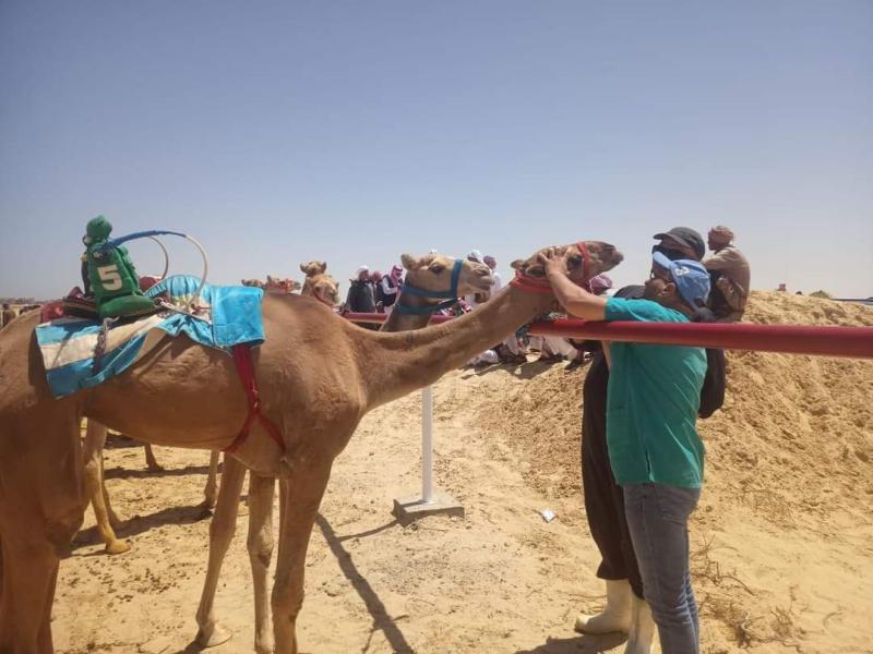 الزراعة : تختتم أعمال القافلة البيطرية المجانية بمحافظة شمال سيناء