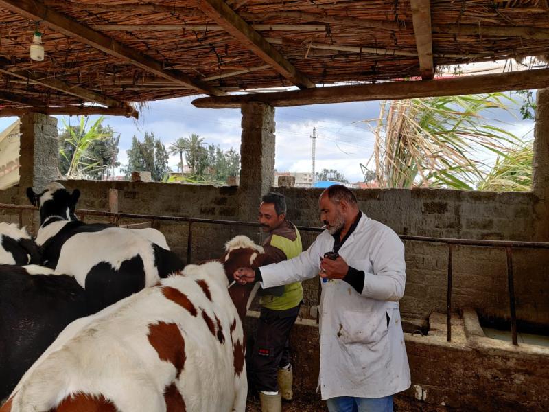 بيطري الجيزة: تحصين  ٤٣ الف رأس ماشية ضمن الحملة القومية ضد الحمى القلاعية والوادي المتصدع