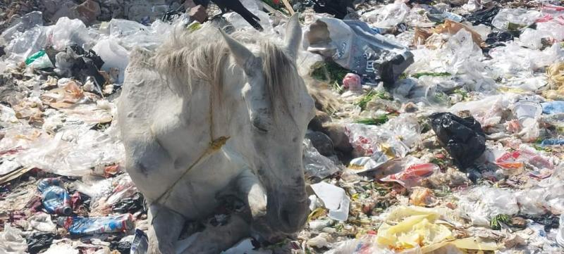 العثور علي حصان مريض وسط القمامة بعزبة ابو ادم بالإسماعيلية