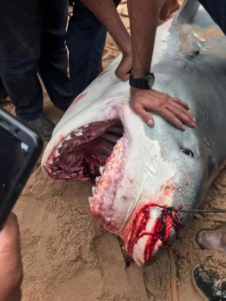 نقل سمكة القرش المتسببة في حادث الغردقة لمعهد علوم البحار لتشريحها