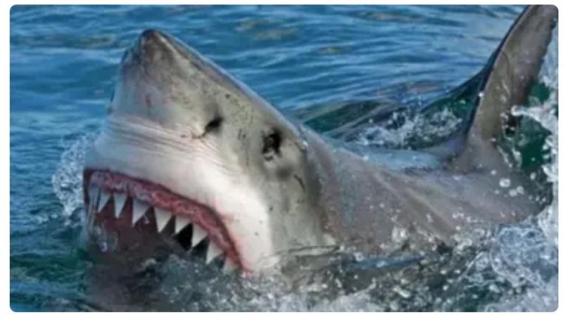 6خطوات تمكنك من مواجهة سمك القرش أثناء وجودك في البحر