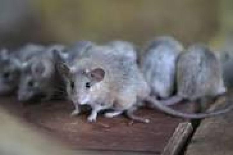 صورة للفئران في الشانزليزية بباريس
