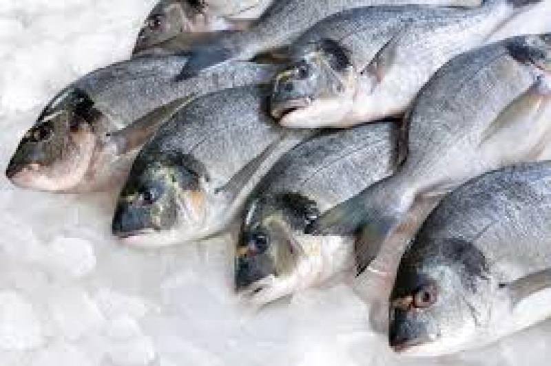 أسعار الأسماك اليوم 2 يوليو