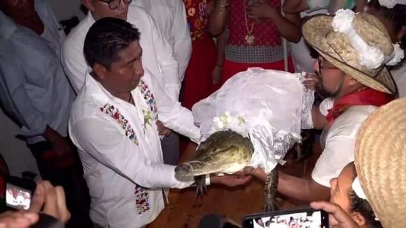 مسؤول مكسيكي يتزوج من تمساح لسبب غريب