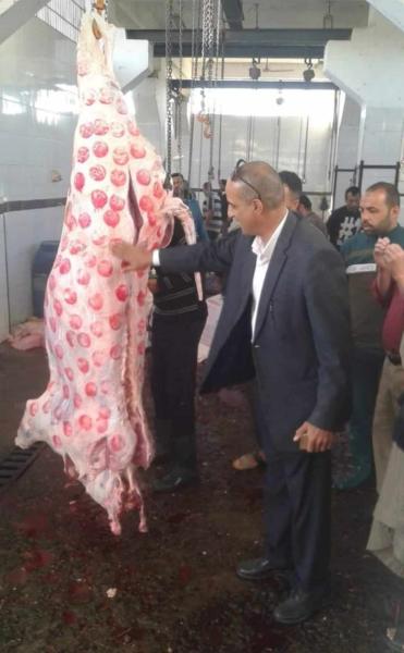 المنيا: ذبح 853 رأس ماشية بالمجان فى مجازر المحافظة وحملات بيطرية للتفتيش على الأسواق خلال العيد