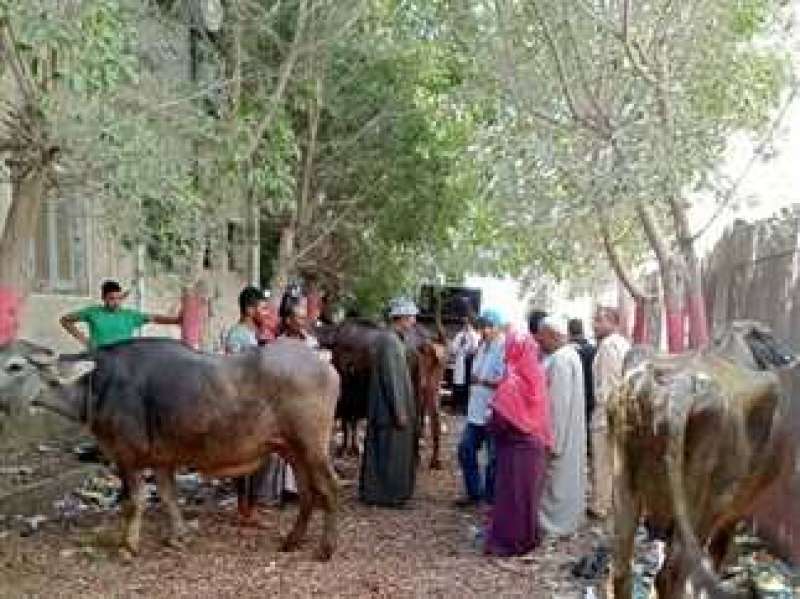 السبت.. انطلاق حملة تحصين الماشية ضد الحمى القلاعية والوادى المتصدع في المنيا