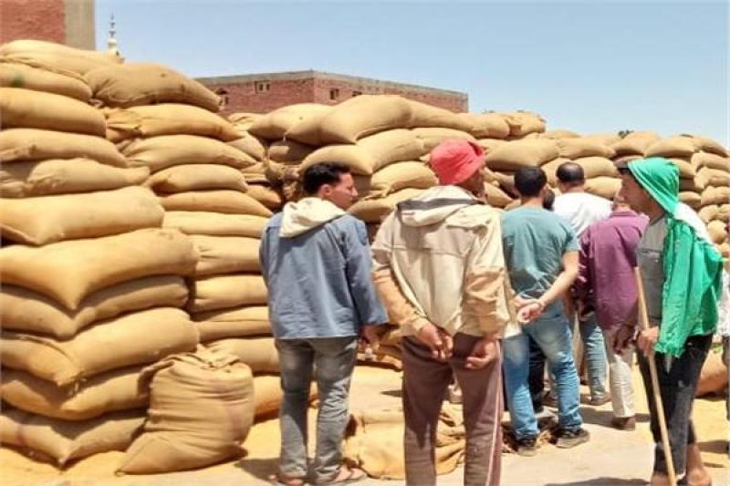 شون وصوامع المنيا تواصل استقبال القمح وتوريد ٤٧٢ ألف طن من المحصول
