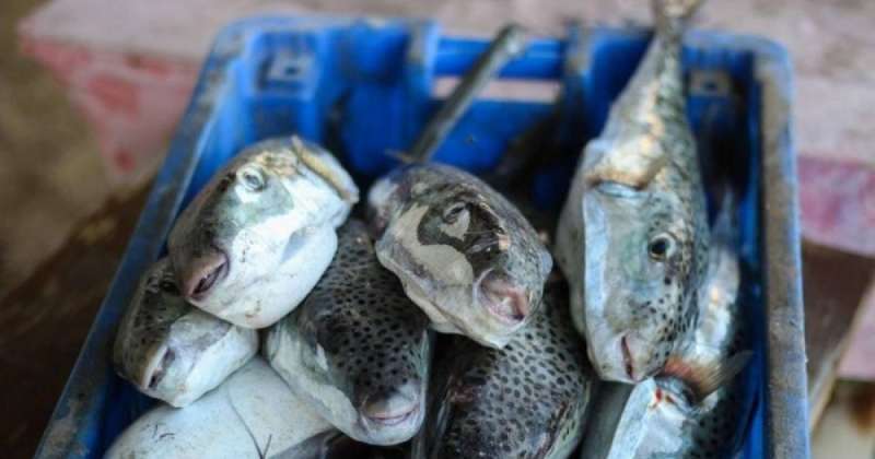 «شعبة مصايد» تحذر من أسماك سامة منتشرة في الأسواق