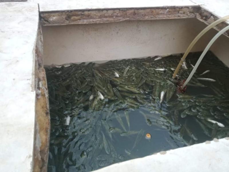 زراعة المنوفية: إلقاء 425 ألف زريعة سمك في المجاري المائية بمركز منوف