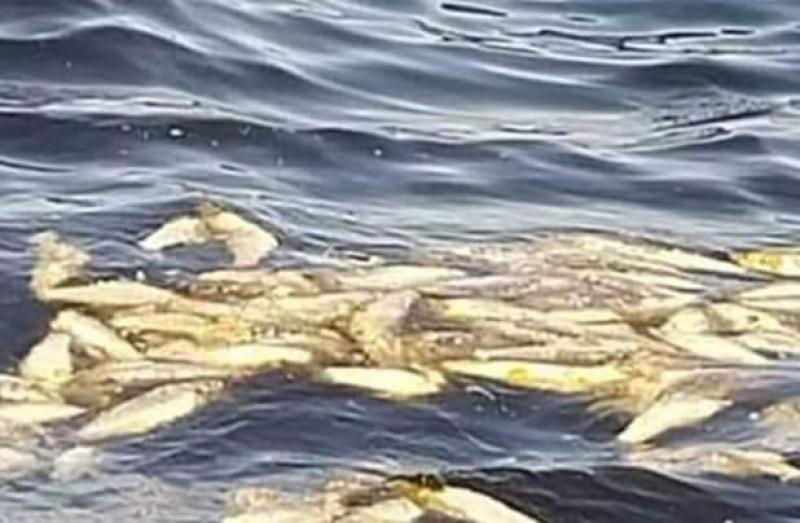 جهاز حماية البحيرات يكشف أسباب نفوق أسماك بمياه المكس في الإسكندرية