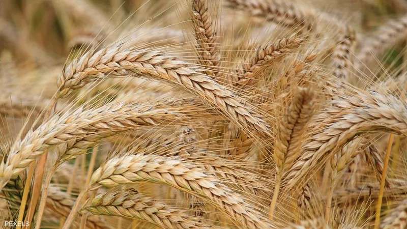 حقيقة إجبار المزارعين على زراعة القمح وفرض غرامات على الممتنعين.. الزراعة تعلق