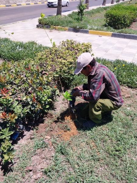 زراعة 213 ألف شجرة مثمرة وغير مثمرة بأحياء الاسكندرية