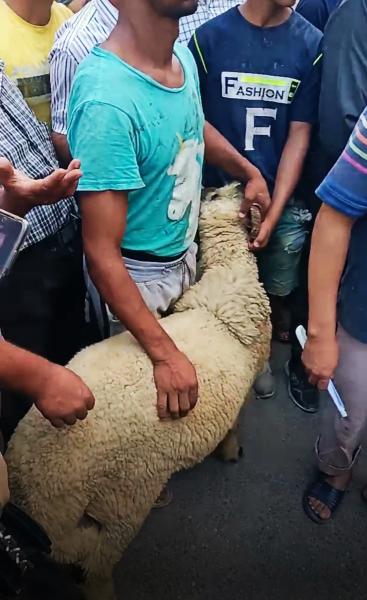 ”ذبحوا خروف على روحها”.. تشييع جنازة والدة أحمد شيبه بالإسكندرية
