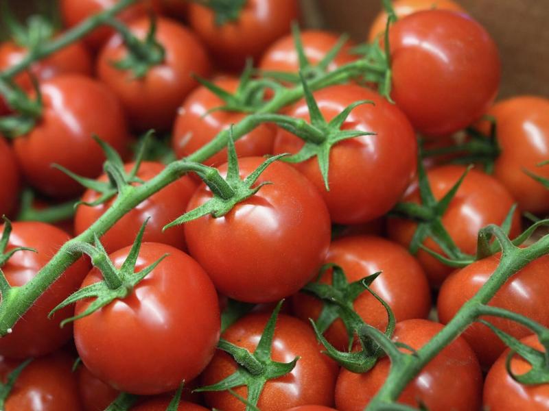 الزراعة  تنفي وجود أزمة في محصول الطماطم  (خاص)