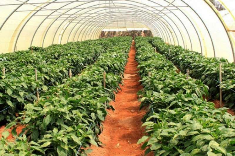 جدل حول مشروع الصوب الزراعية في محمد نجيب.. و«الزراعة» ترد