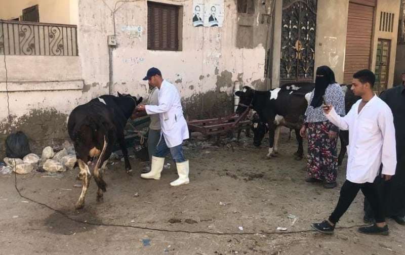 الكشف البيطري على 660 حالة من رؤوس الماشية والدواجن بكفر الشيخ