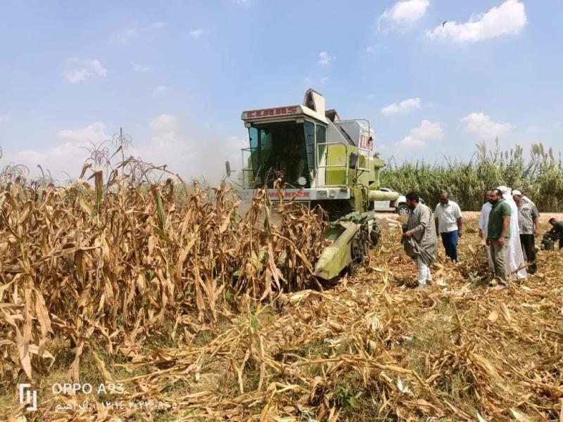 الزراعة: بدء حصاد 153 ألف فدان ذرة تابعة لقطاع استصلاح الأراضي على مستوى الجمهورية