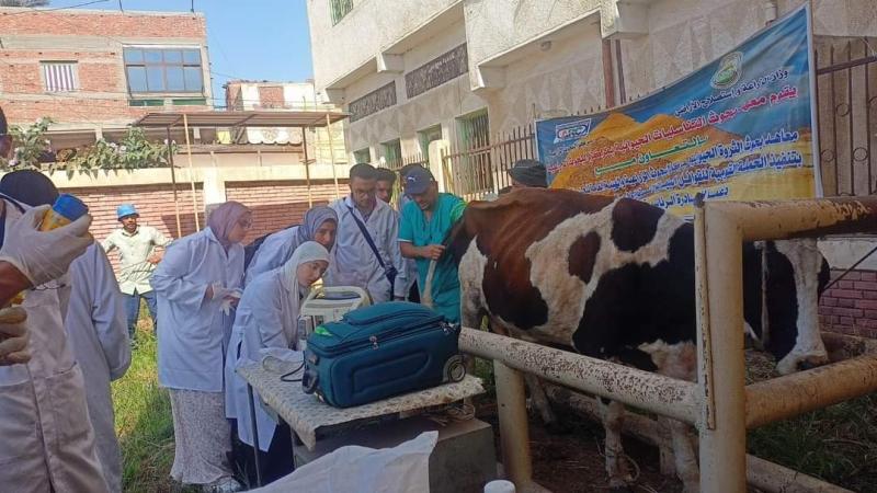 الزراعة: علاج وفحص أكثر من ٦٥٠٠ رأس ماشية مجانا لصغار المربين بمحافظة دمياط