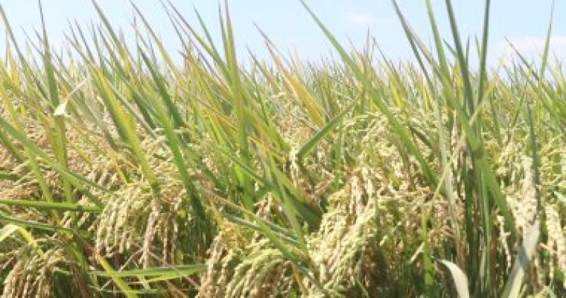 توقعات بانخفاض أسعار الأرز.. ما علاقة الزراعة بالتسطير؟!