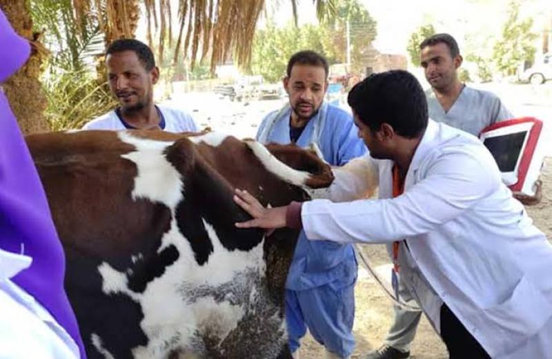 الزراعة: قافلة بيطرية لعلاج مواشي صغار المربين بشمال سيناء
